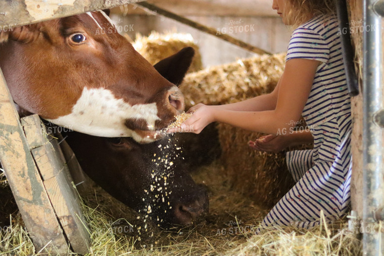 Farm Kid Hand Feeding Cow 109096