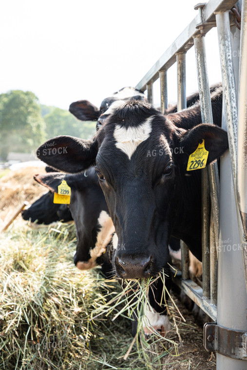 Holstein Cattle Eating 1420000