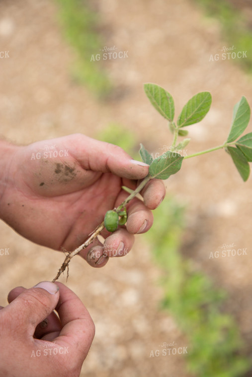 Farmer Scouting Early Growth Soybeans 1420004