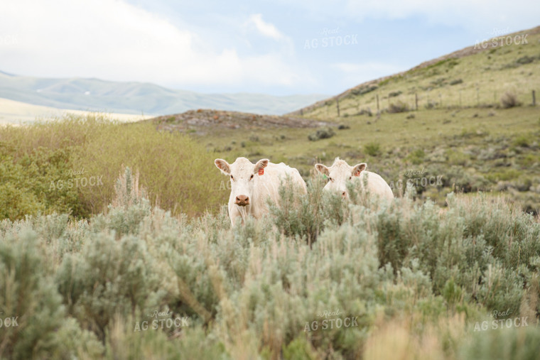 Charolais Cattle 51064