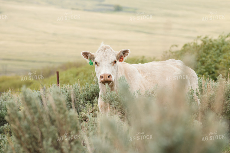 Charolais Cattle 51066