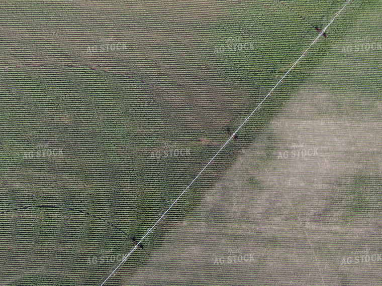 Pivot Irrigation in Corn Field 141007
