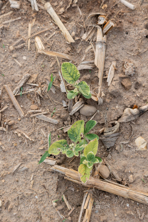 Early Growth Soybeans 104021