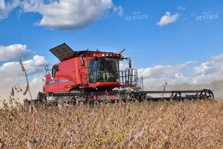 Soybean Harvest 84148