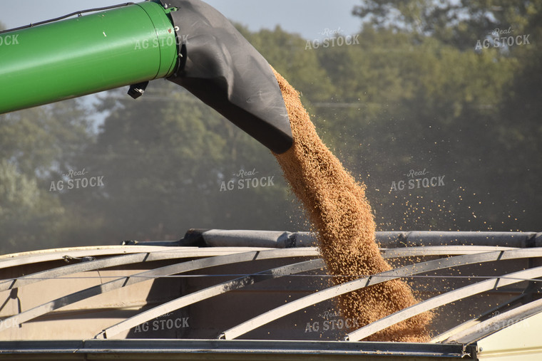 Soybean Harvest 84151