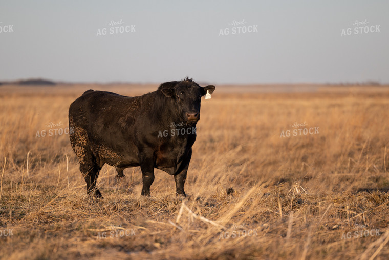 Angus Bull on Pasture 72125