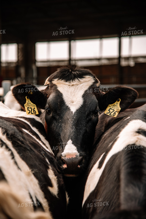 Holstein Cattle in Open Barn 137031