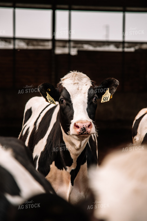 Holstein Cattle in Open Barn 137032