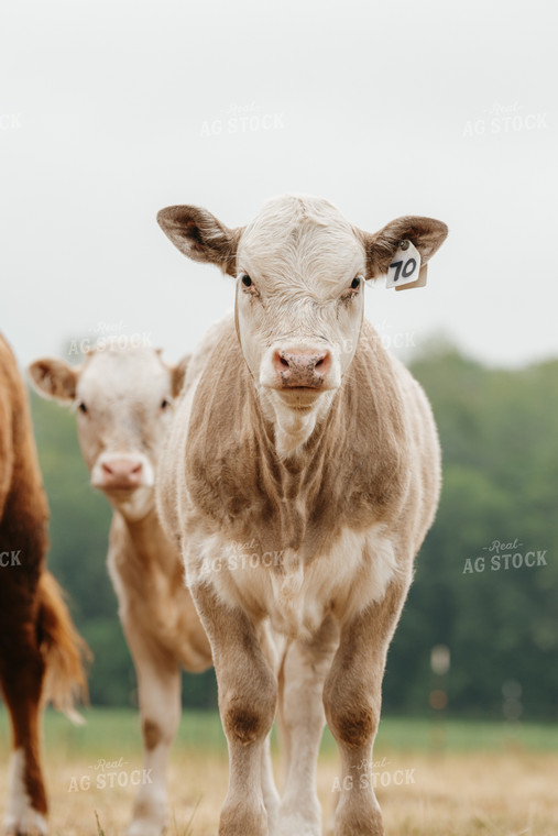 Charolais Cattle on Pasture 68172