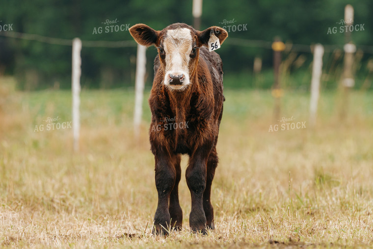 Black Baldy Calf on Pasture 68174