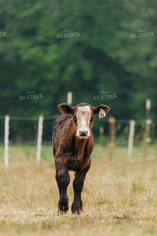 Black Baldy Calf on Pasture 68175