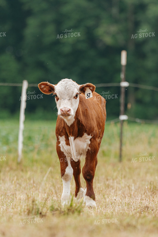 Hereford Calf on Pasture 68176