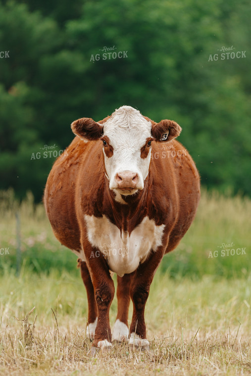 Hereford Cattle on Pasture 68180