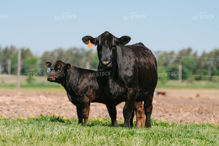 Angus Cow Calf Pair 68183