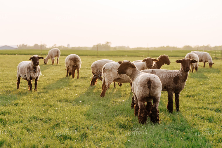 Sheep on Pasture 68184
