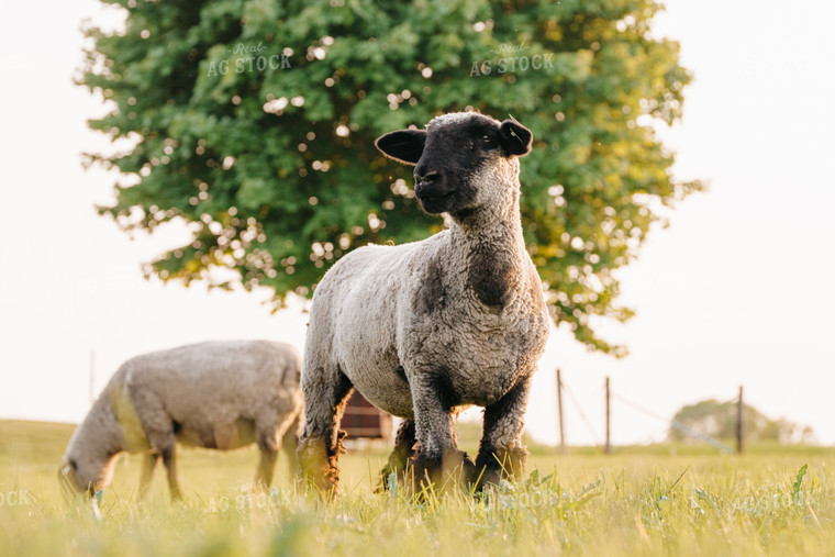 Sheep on Pasture 68187