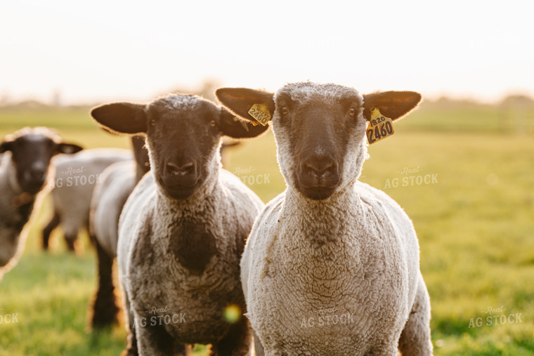 Sheep on Pasture 68188