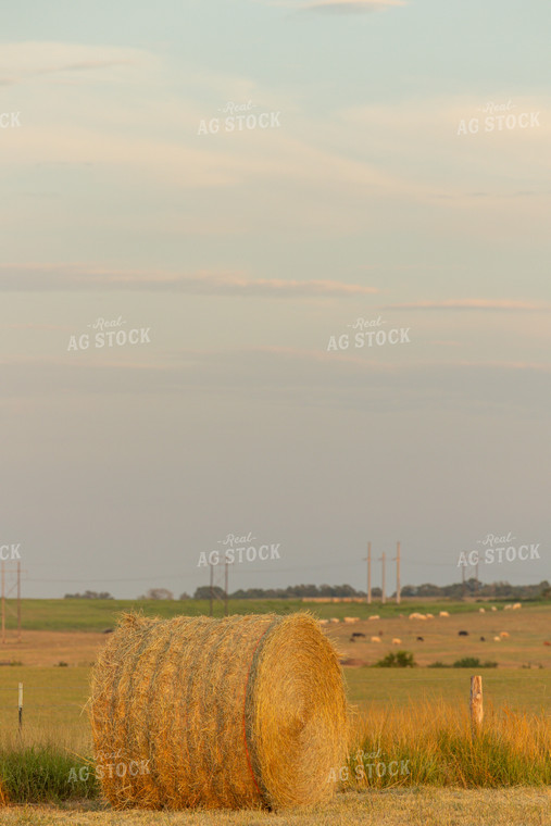 Hay Bale in Field 143009