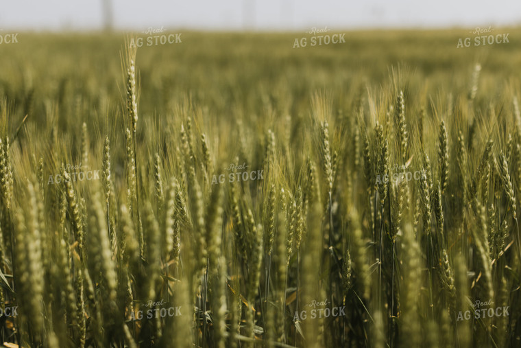 Wheat Field 7853