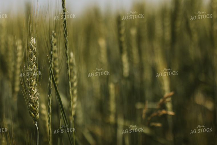 Wheat Field 7854