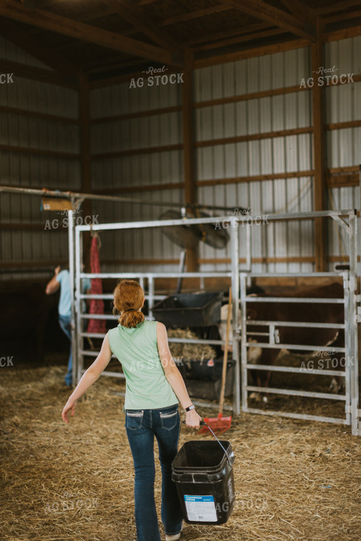 Farm Kid Feeding Cattle 7860