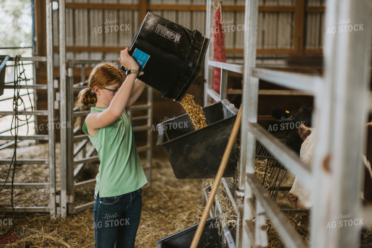 Farm Kid Feeding Cattle 7861