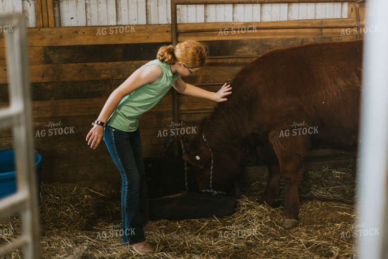 Farm Kid with Show Cow 7862