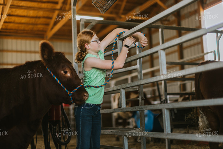 Farm Kid with Show Cow 7874