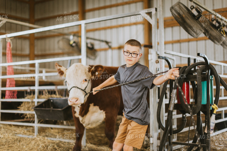 Farm Kid with Show Cow 7875