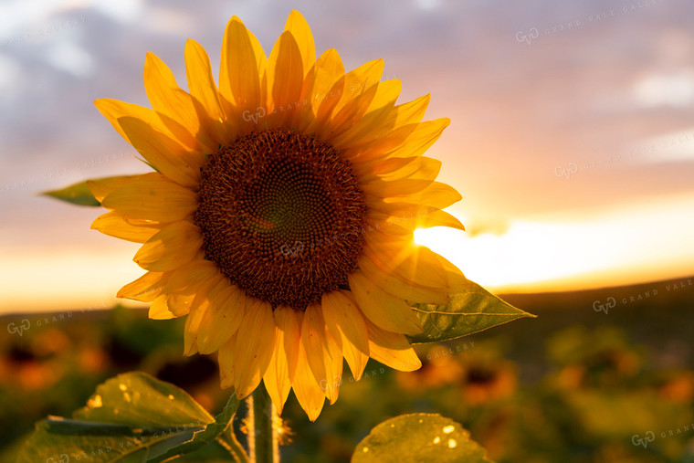 Sunflowers 2052
