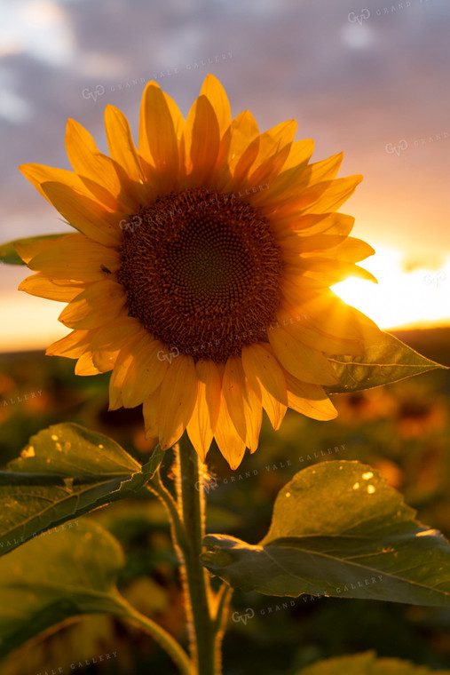 Sunflowers 2053