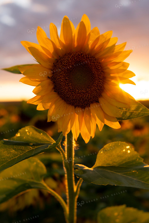 Sunflowers 2054