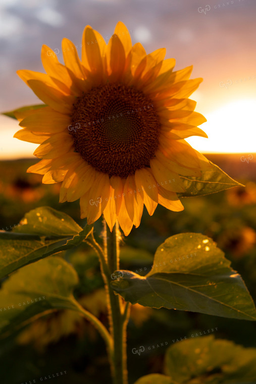 Sunflowers 2055