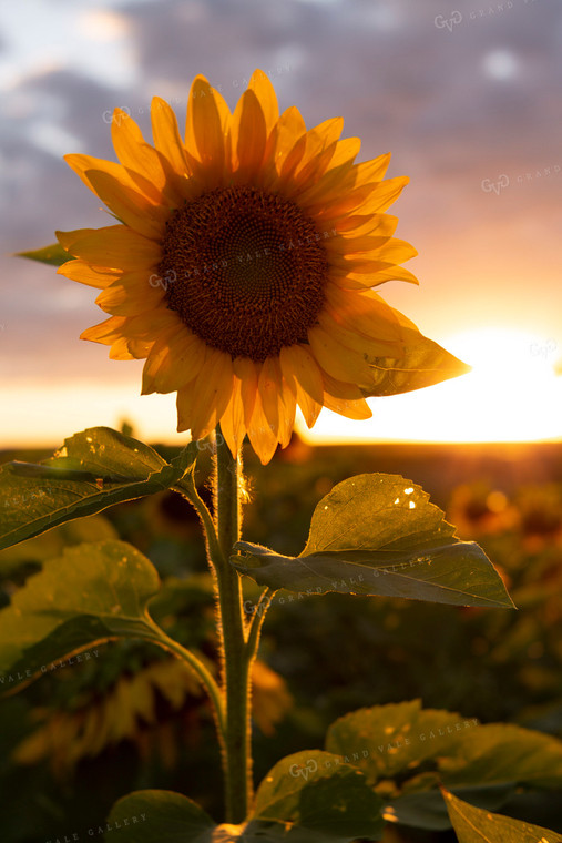 Sunflowers 2056