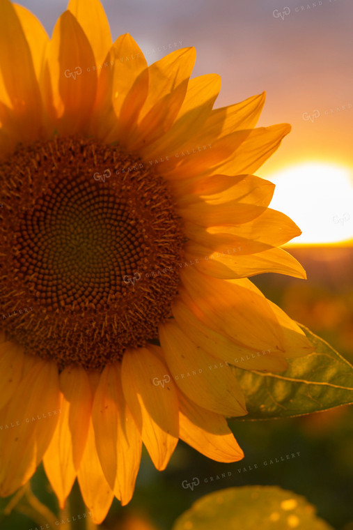 Sunflowers 2058