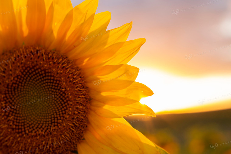 Sunflowers 2060