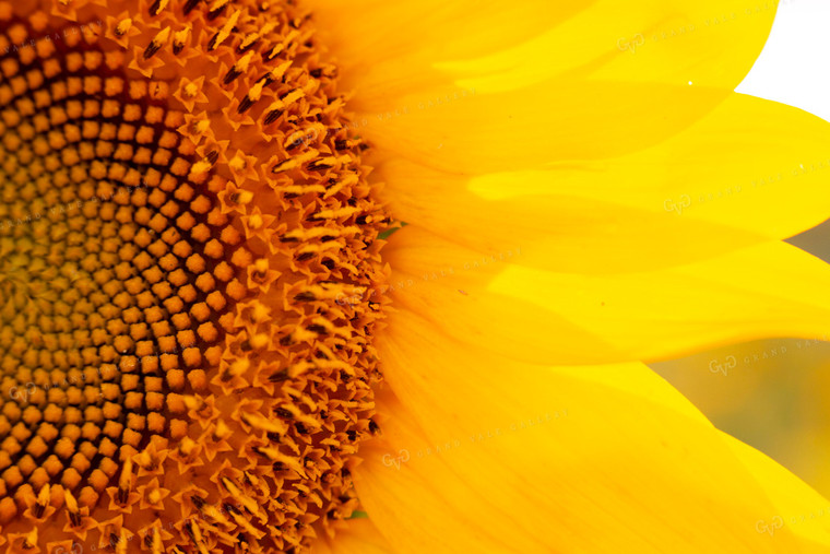 Sunflowers 2061