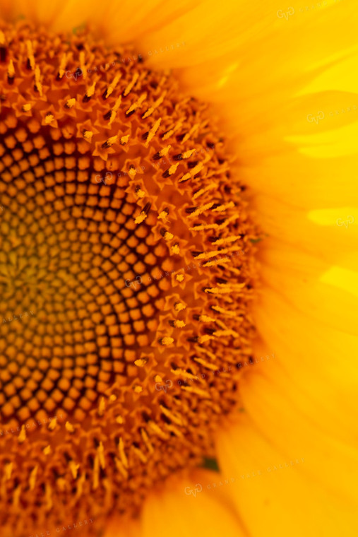 Sunflowers 2062