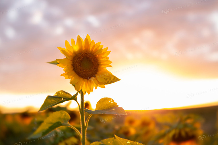 Sunflowers 2065