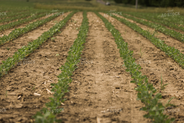 Soybean Field 8021