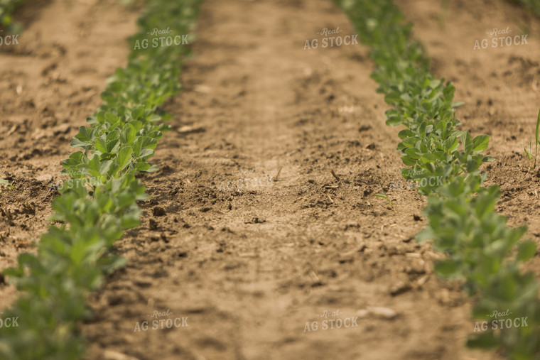 Soybean Field 8022