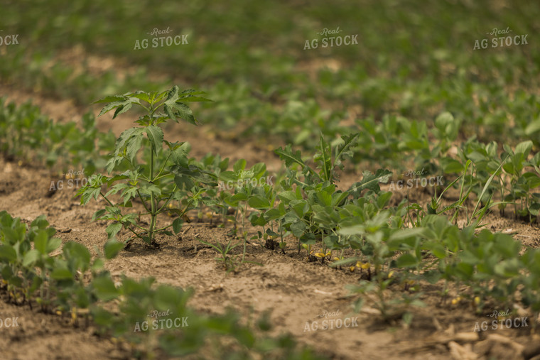 Soybean Field 8024