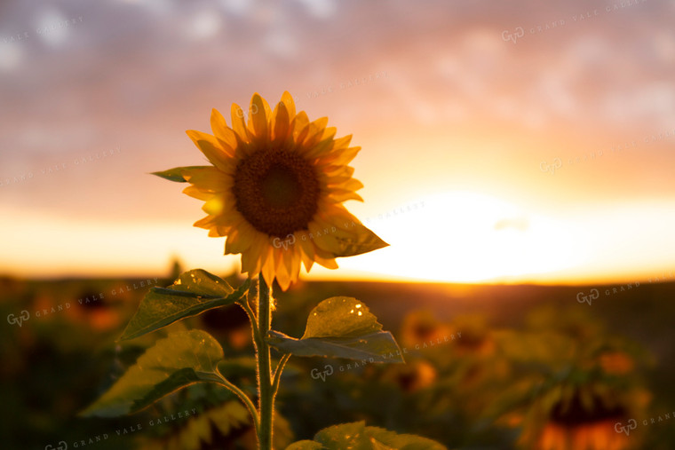 Sunflowers 2066