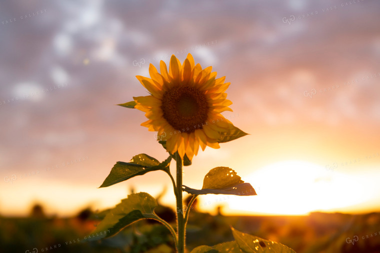 Sunflowers 2067