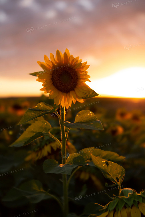 Sunflowers 2068