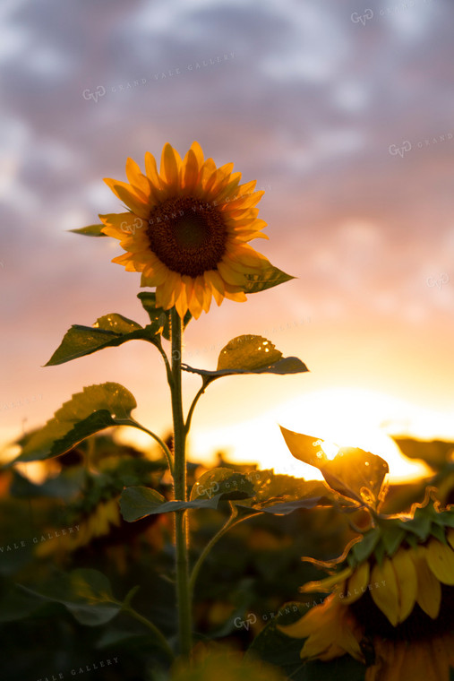 Sunflowers 2069