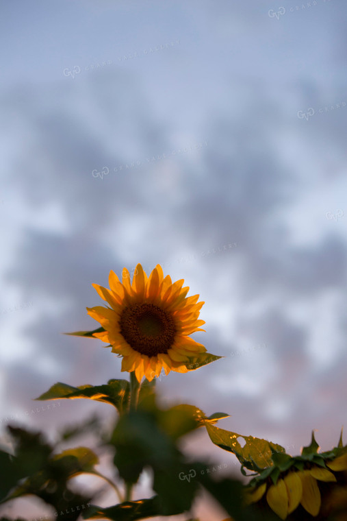 Sunflowers 2070