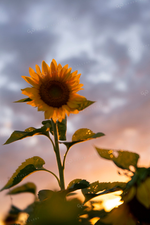 Sunflowers 2072