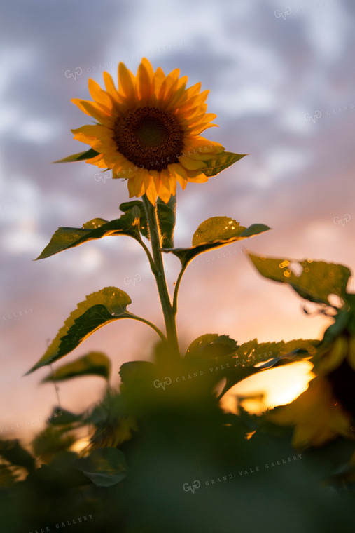 Sunflowers 2073