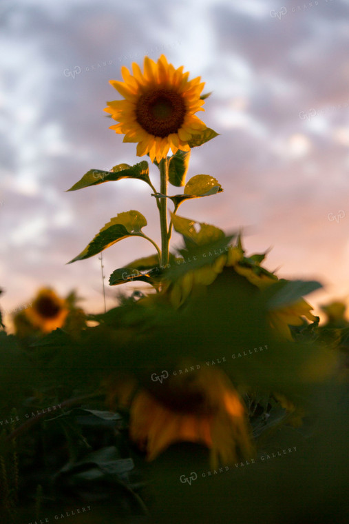 Sunflowers 2074